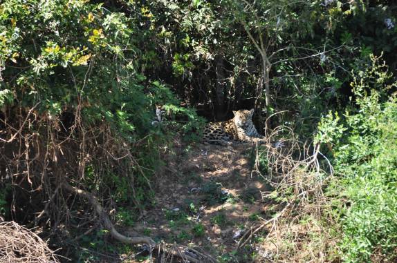 Emoção ao avistar nossa primeira onça em barranco no rio Cuiabá, região de Porto Jofre, no final da rodovia Transpantaneira, no Pantanal Norte, no Mato Grosso